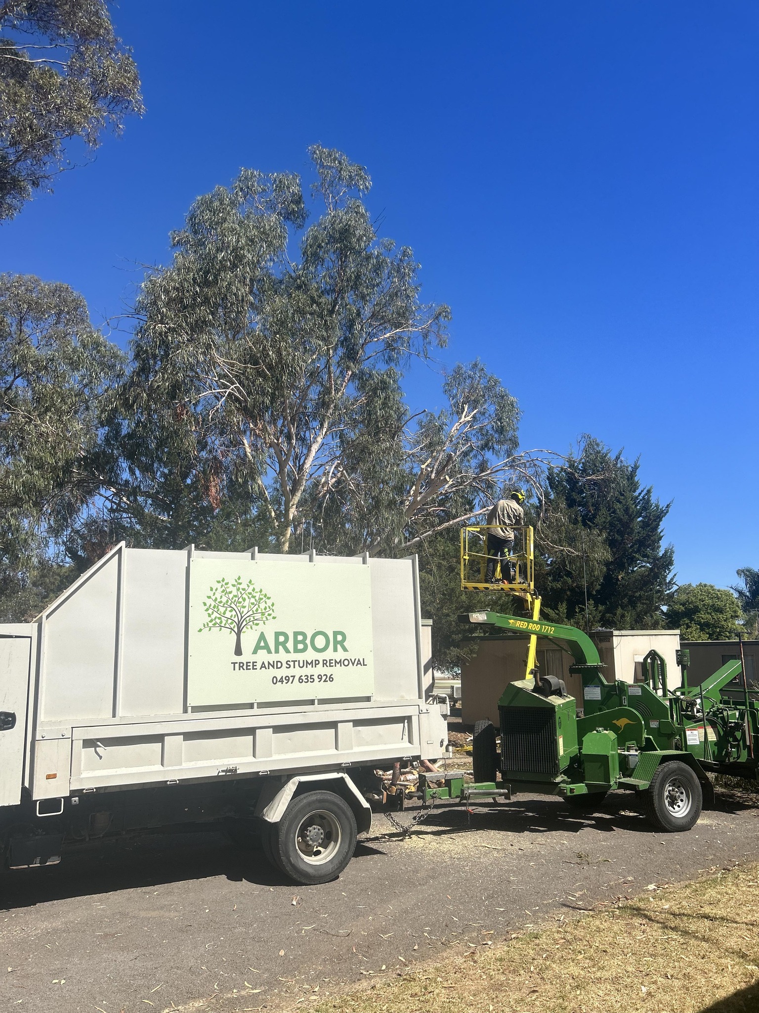 Tree work in progress